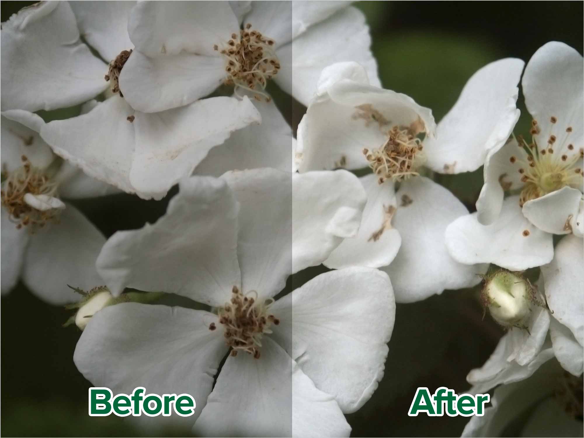 photoshop-colour-correction-white-point-before-after